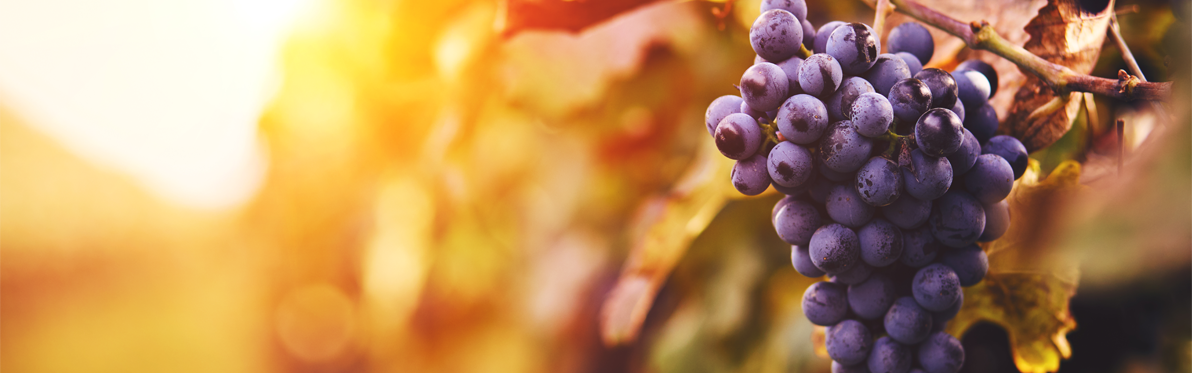 QuemSomos-PontualWines-04